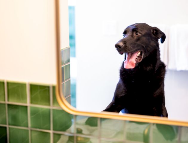 A black dog is reflected in a bathroom mirror above a green-tiled sink, with a towel hanging on a rack in the background.